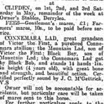 Connemara Stallions 1913
